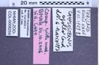 Etiketten zu Campsosternus apollo (Candèze, 1874) (NHMW-ZOO-COL-0008259)